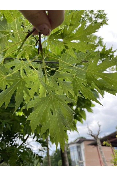 Клен сріблястий 